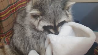 Raccoon goes outside, comes home, takes off his muffler.