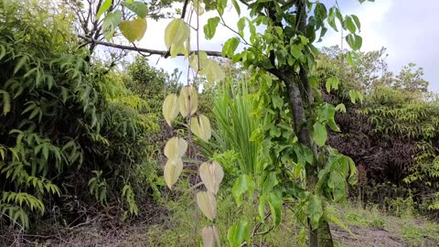 Flowers Of The Homestead