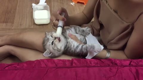cat drink milk