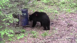 Ontario Bear Hunt With Wyndscent
