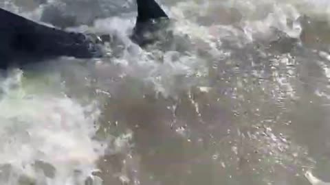 Injured Dolphin Comes To Karachi Sea