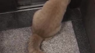 Clever Kitty Uses Lift and Then Lets Itself In