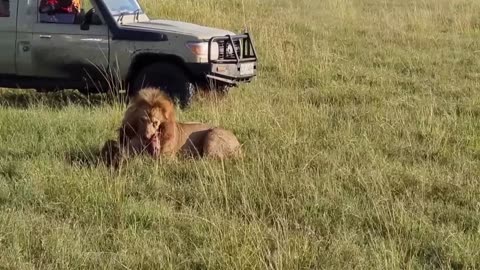 Lion King vs 30 Hyenas! Rare KILL
