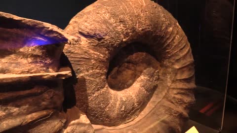 The Largest Fossil Ammonite Ever Found