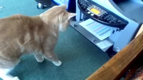 New Cat fight with printer