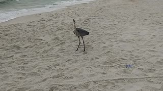 Bird watching at the beach