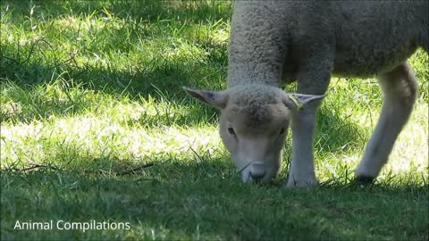 Cute baby animals - Baby Lamb (Sheep) Goes Baa funny Compilation