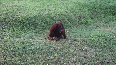 Orangutan attracted attention of zookeepers and trow carbine carabiner from a swing