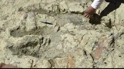 Largest dinosaur foot to date discovered