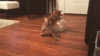 Shiba Inu puppy plays with a balloon