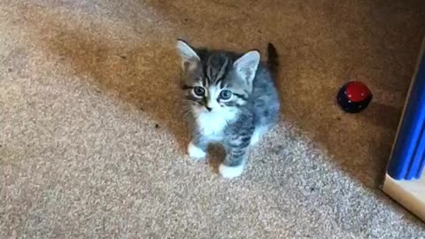 Kitten arguing with owner