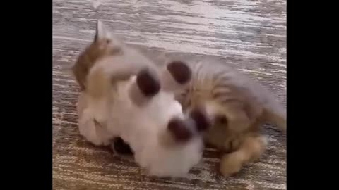 OMG Animals SOO Cute! Videos Compilation cutest and funniest moment of the animals #17