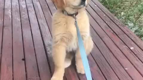 Adorable puppy who hates walking!