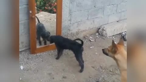 Reaction of a dog who sees himself for the first time in the mirror