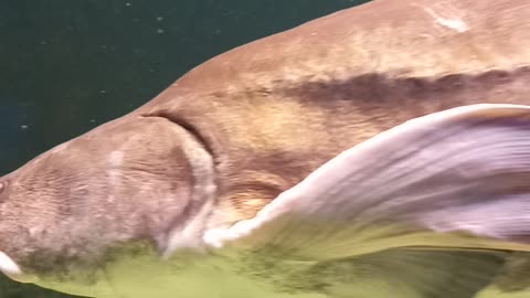 #oceanarium #aquarium #fish #bournemouth #travel #oceanariumbournemouth #sealife