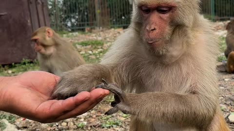 Monkey eat papaya and peas #feedinganimal