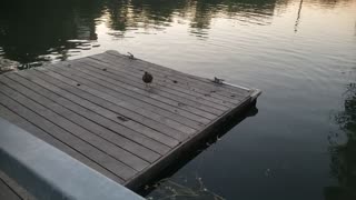 A Duck Looks For A Meal Along The Chicago River