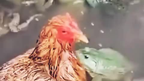 Frog vs Rooster 🐓🐸 #frog #rooster #animals