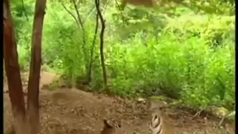 Monkey and tiger