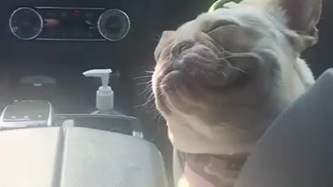 Cute puppy listen to music