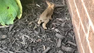 Lost Baby bunny