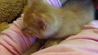 Cute Ginger Kitten Finds That Purrfect Spot To Finally Fall Asleep. Awww