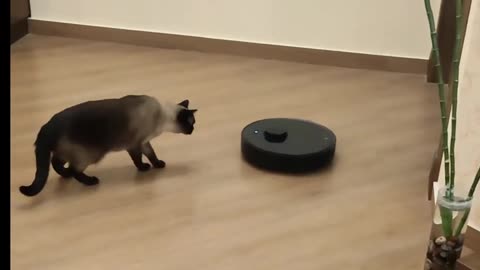 Alpha The Siamese Cat vs Robot Vacuum Cleaner