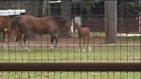 How a mare protects her little one is amazing!