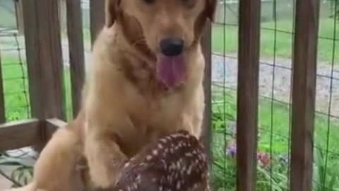 This Cute Doggo Found a Nice Little Friend for himself