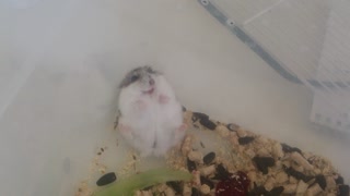 Hamster Doesn't Like to be Handled