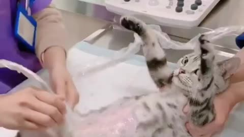 Kitten baby check up