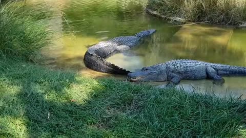 Two dangerous crocodiles waiting for their horse
