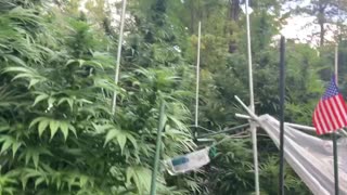 9/25/2021🎅🏾DHP greenhouse Michigan marijuana