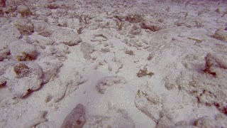 Jumping Crab with Jawfish