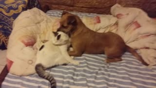 Perro y gato no pueden negar su amor mutuo