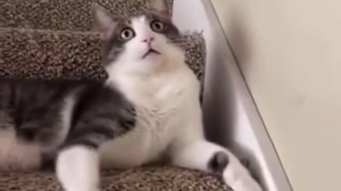 Beep boop! #cute #cat. Short video.
