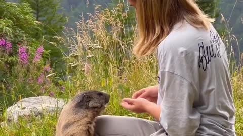 Cutest marmot in Saas-Fee Marmots are large ground squirrels