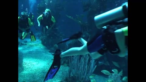 Epcot DiveQuest 5.7 Million Gallon Saltwater Aquarium Dive