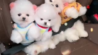 Cute Little Teacup Dogs in the Car