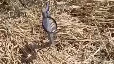 UKRAINE:Farmers using magnifieing glasses and the sun to burn wheat so russians cannot use it.