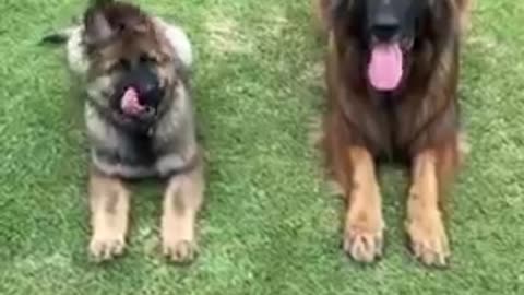 Massive Newfoundland Thinks He's A Tiny Lap Dog