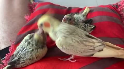 Cockatiel chicks being fed