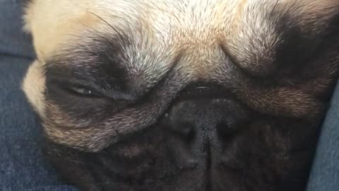 Pug doesn’t understand the meaning of personal space