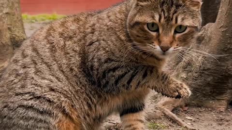 cat strolling in the house yard