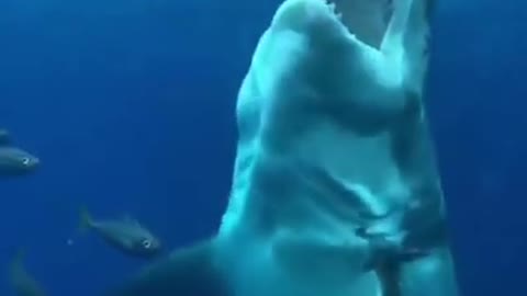 Great white Shark slow motion shoot