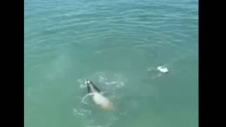 Sea lion kills seagull