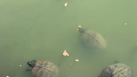 FEEDING THE TURTLES