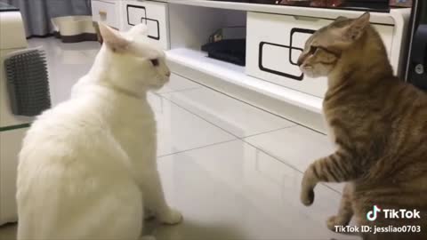Funny Cats Talking, pets lover