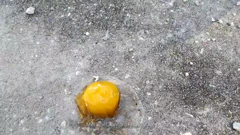 Experiment: Cooking an Egg on the Sidewalk on a 90° Day