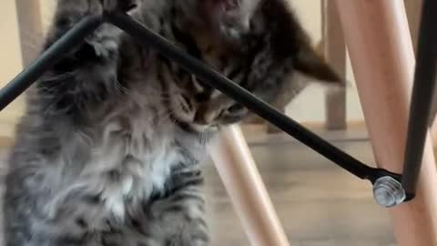 Cute Cats Funny Video|Cat🐈 funny Video Beautiful 🐈🐱 Cat